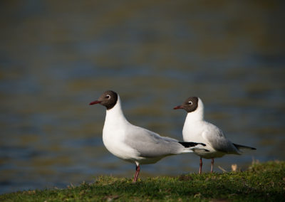 Des mouettes