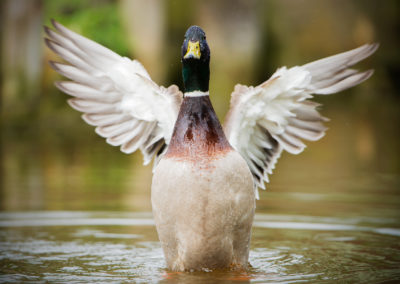 Un colvert