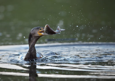 Un cormoran pêche