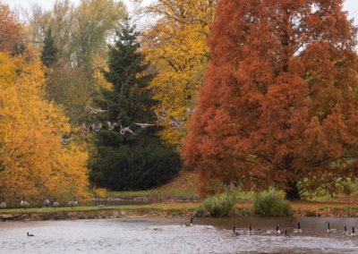 la faune en automne