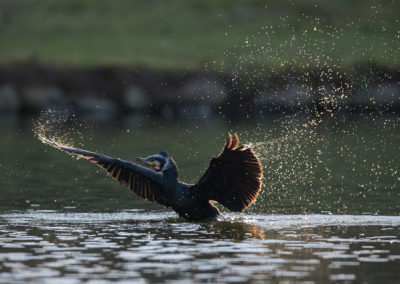 Un cormoran