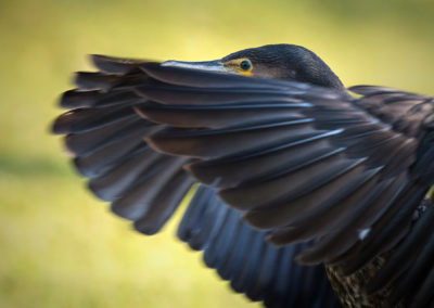 Un cormoran