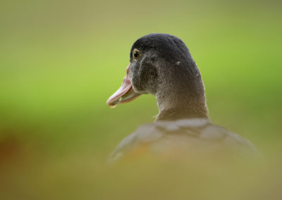 Un canard